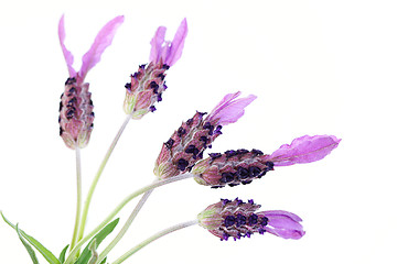 Image showing lavender papillon