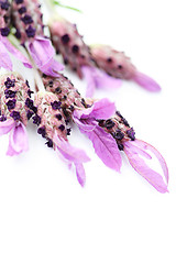 Image showing lavender papillon