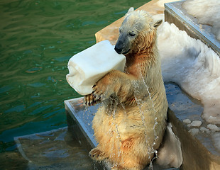 Image showing Polar bear.