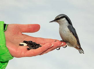 Image showing Nutcracker