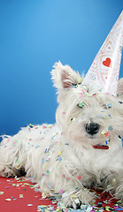 Image showing Dog party