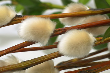 Image showing Catkins