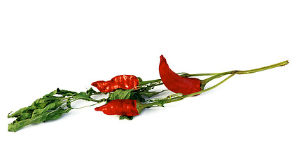 Image showing red hot chilly peppers