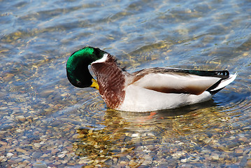 Image showing Duck on water - Hygiene