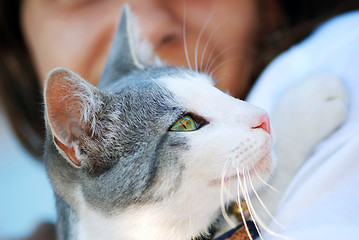 Image showing cat in child hands