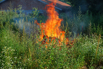 Image showing Fire in green grass