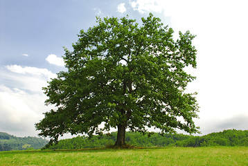 Image showing Oak on green hill