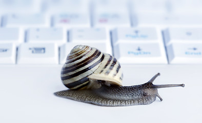 Image showing Close up of a snail