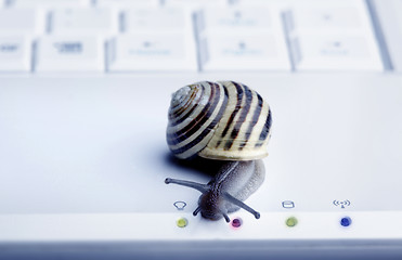 Image showing Close up of a snail 