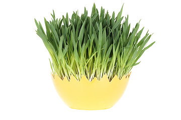 Image showing Easter grass