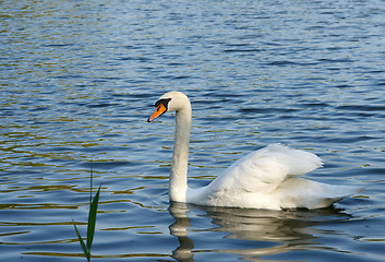 Image showing Swan