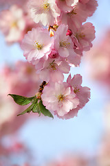 Image showing Cherry tree