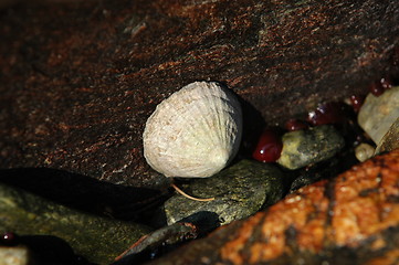 Image showing Detail seashore_1_28.04.2005