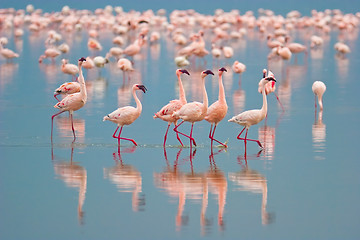 Image showing Flamingos