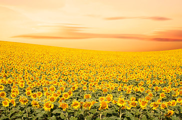 Image showing Sunflower Field