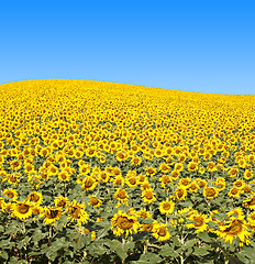 Image showing Sunflower Field