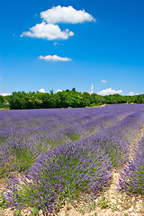 Image showing Lavender Field