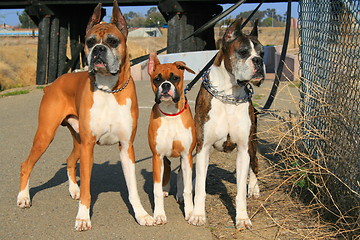 Image showing Three Boxer Dogs