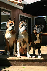 Image showing Three Boxer Dogs