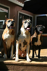 Image showing Three Boxer Dogs