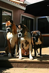 Image showing Boxer Dogs Looking Down