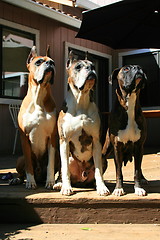 Image showing Boxer Dogs Looking Up