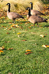 Image showing Three Canadian Geese