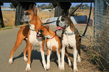 Image showing Three Boxer Dogs