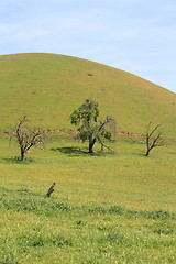 Image showing Hilltop With Trees