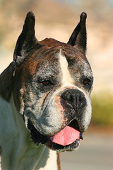 Image showing Tired Boxer Dog