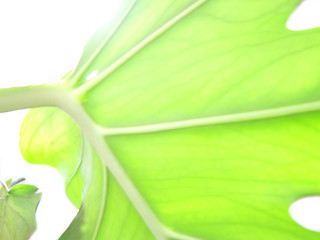Image showing abstract leaf