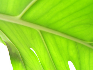 Image showing abstract leaf