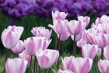 Image showing Pink tulips