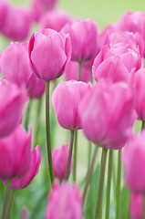 Image showing Pink tulips