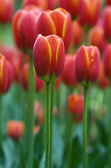 Image showing Red tulips