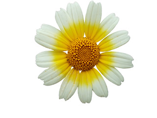 Image showing white daisy flower