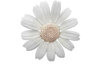 Image showing white daisy flower
