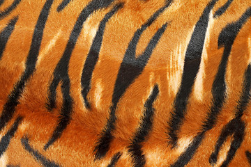 Image showing Tiger hide