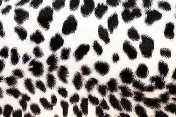 Image showing White leopard