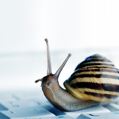 Image showing snail on a laptop