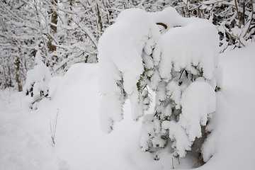 Image showing small tree covered in snow