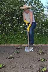 Image showing garden work