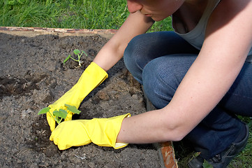 Image showing garden work