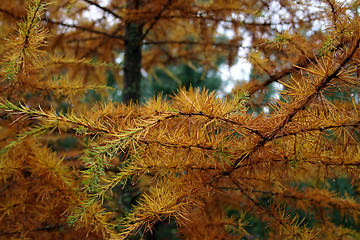 Image showing close-up, on a fir