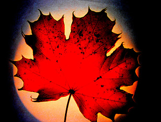 Image showing red leaf