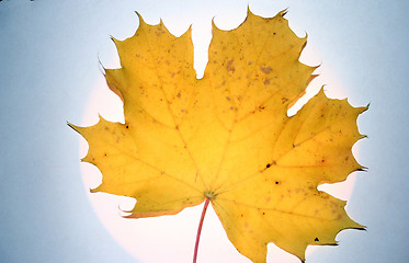 Image showing yellow leaf