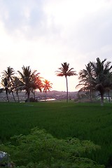 Image showing Sunset on rice paddies