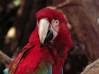 Image showing Macaw Stare