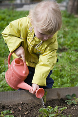 Image showing little gardener