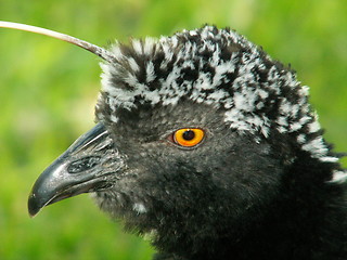 Image showing Close up of a Horned Screamer